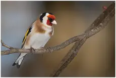 Goldfinch
