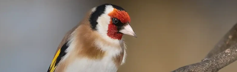 Goldfinch. Sitting on a branch. Red, white and black face. Yellow wing bands on the black wings.