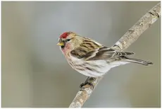 Common Redpoll