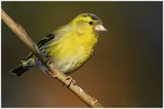 Siskin