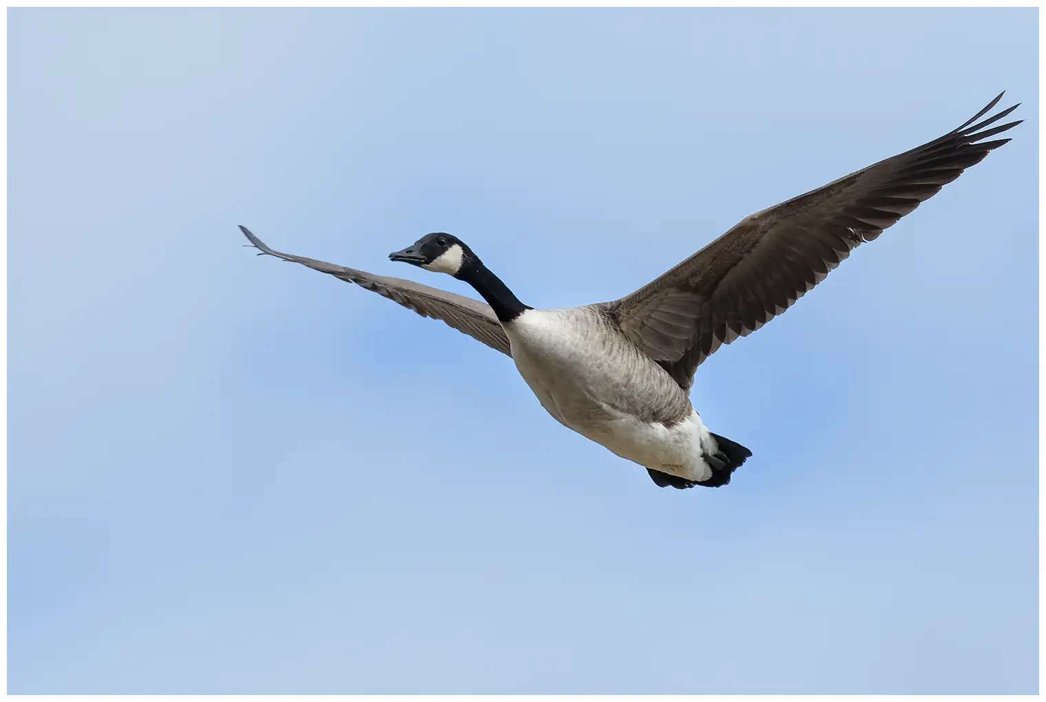 Canada goose