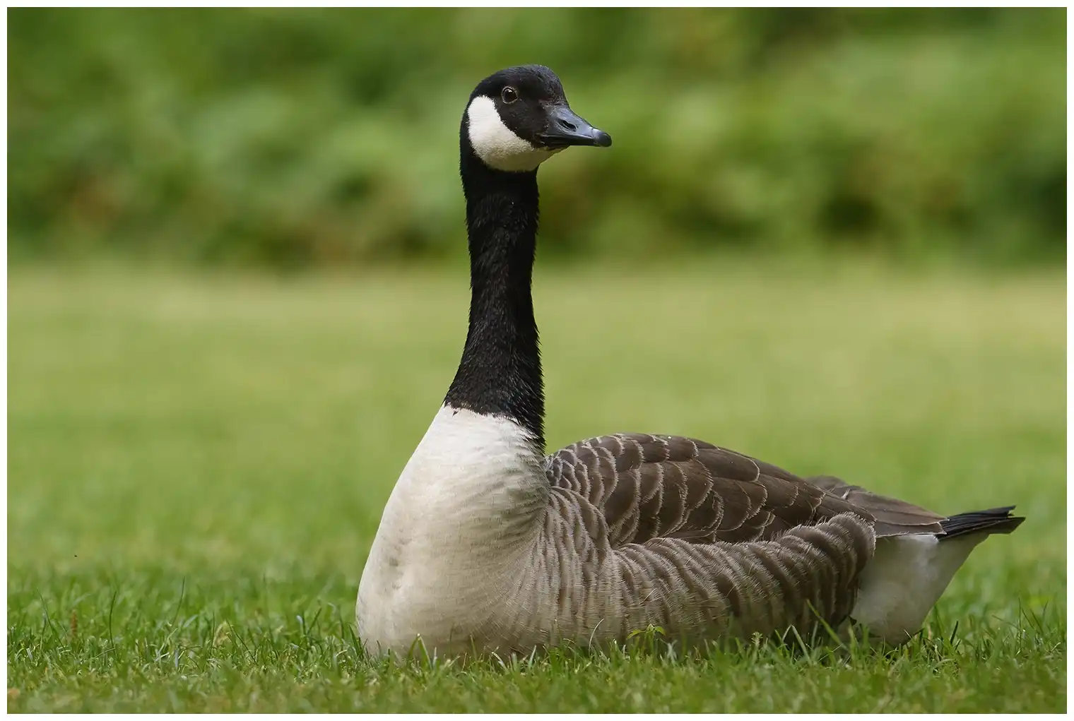 Canada goose