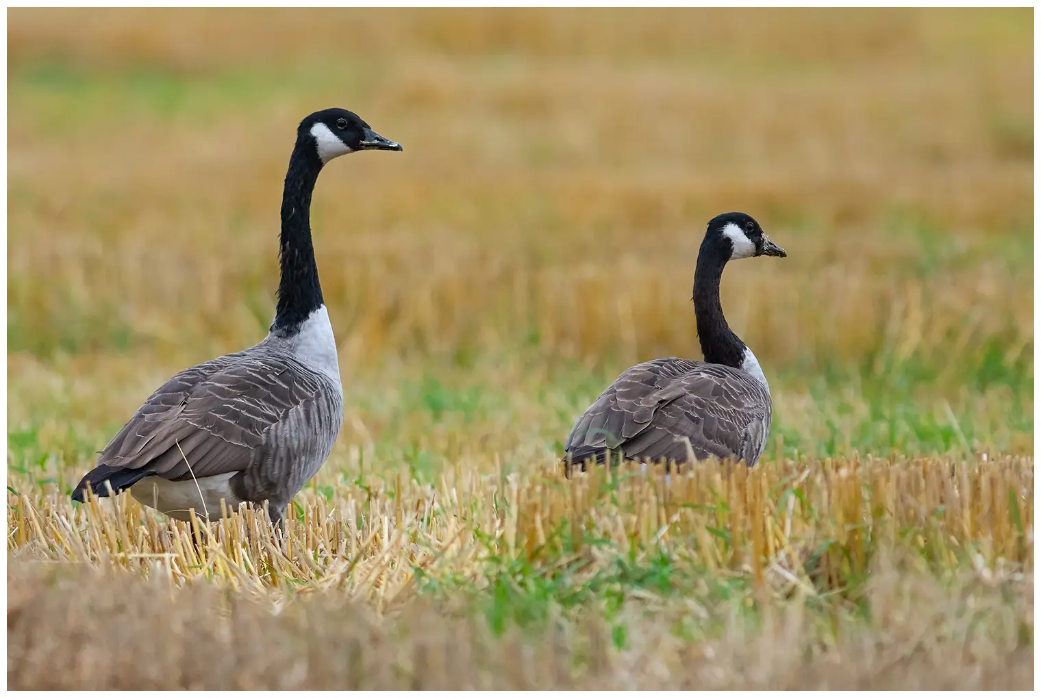 Canada goose