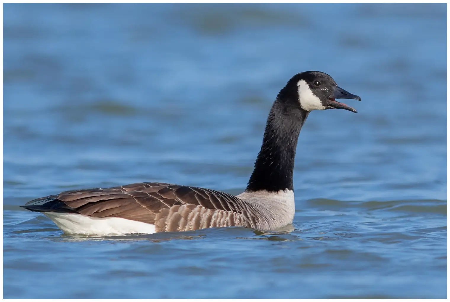 Canada goose