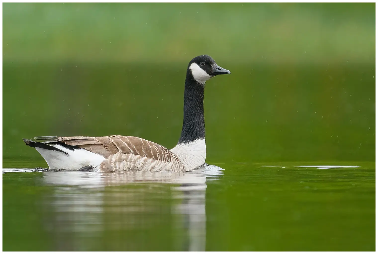 Canada goose