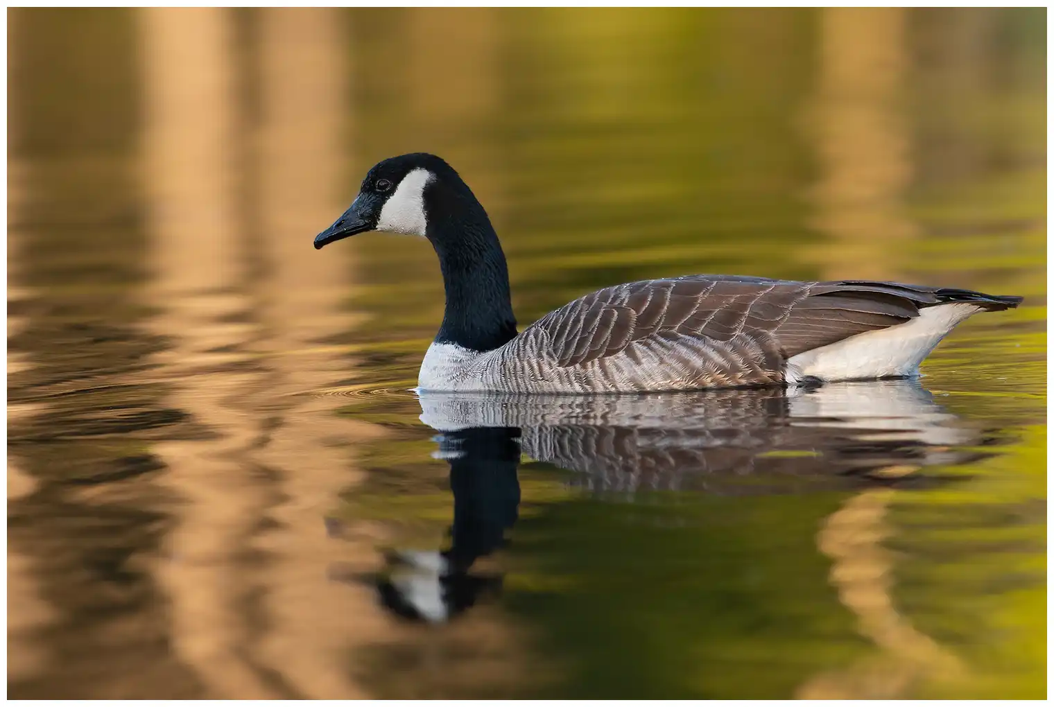 Canada goose