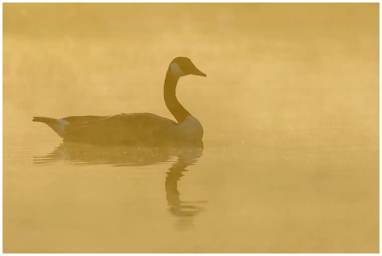 Canada goose