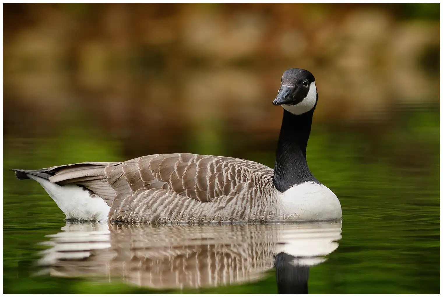 Canada goose