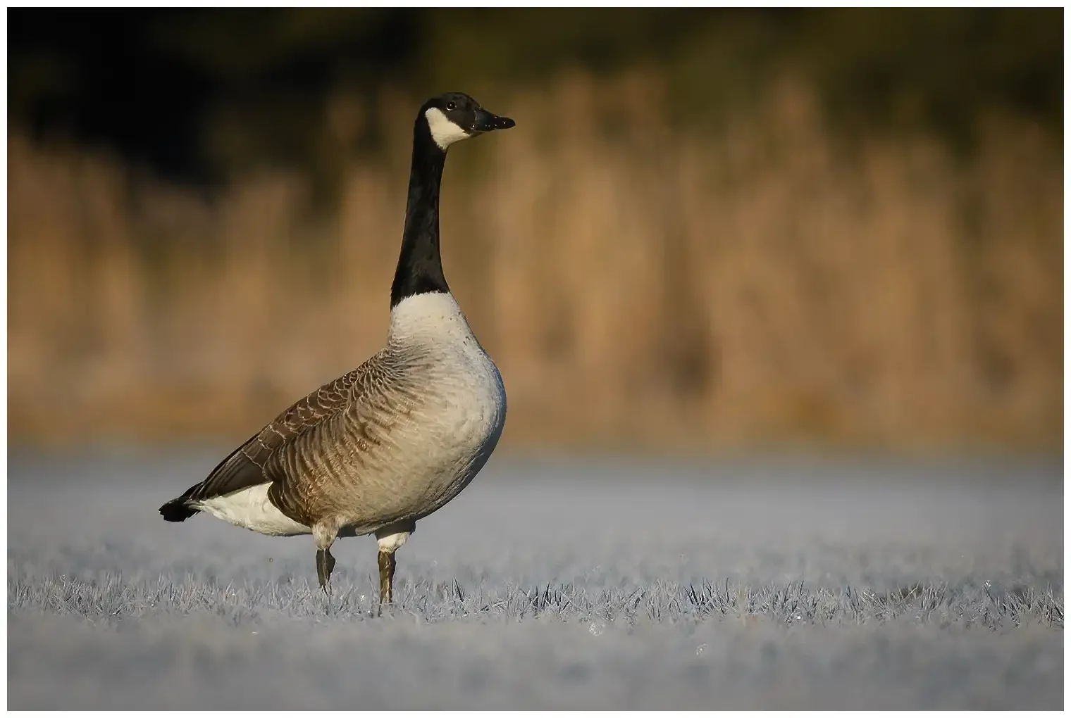 Canada goose