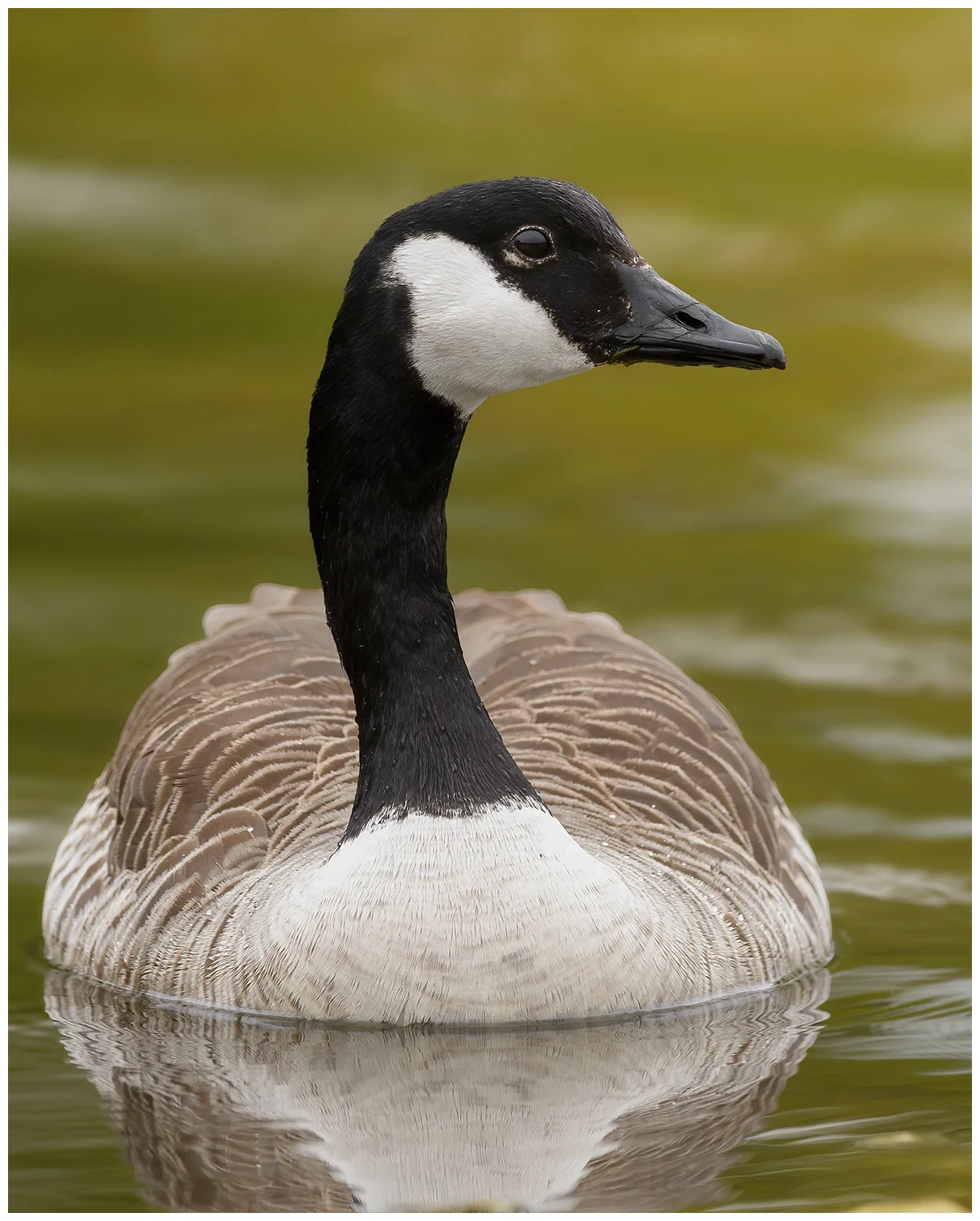 Canada goose