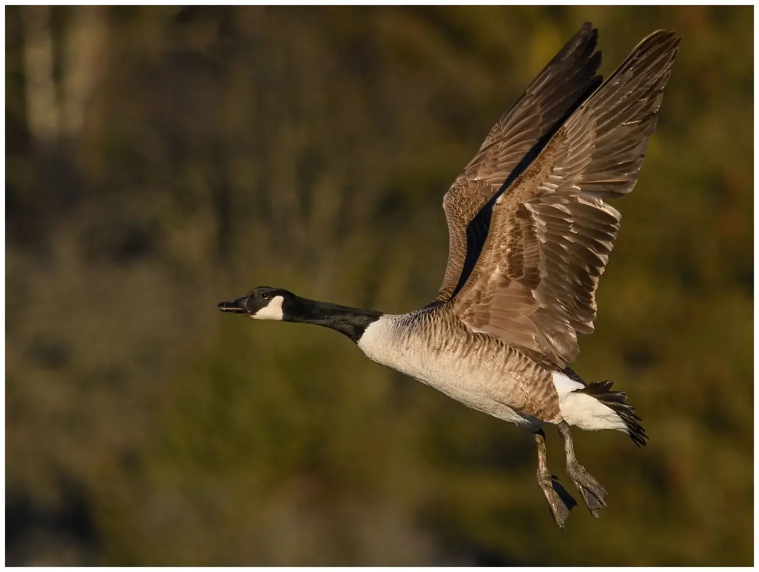 Canada goose