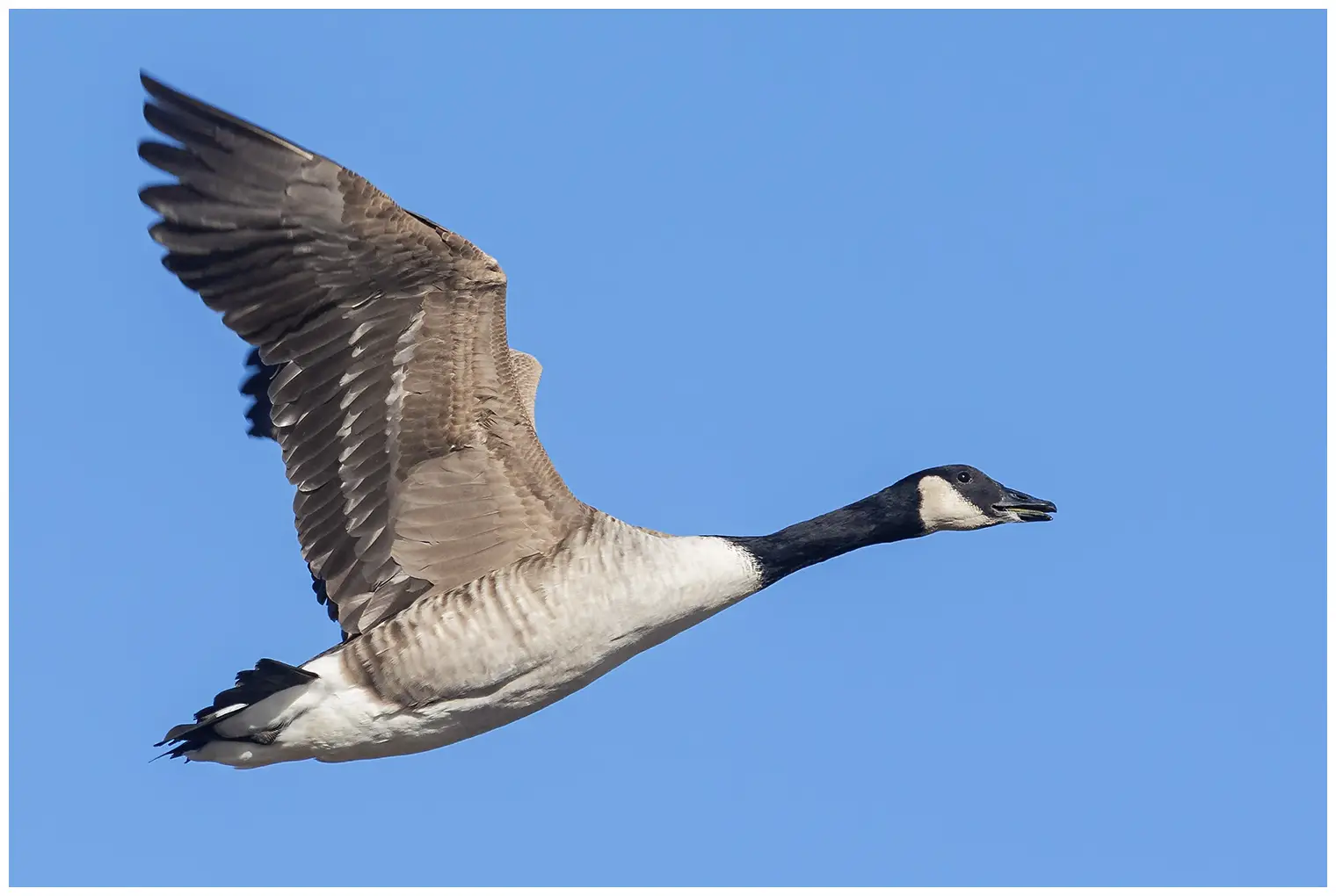 A Canada goose is seen in flight. It is flying diagonally upwards, and has probably just taken off.