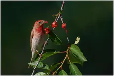 Rosefinch