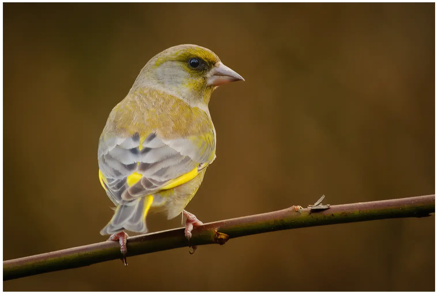 Greenfinch