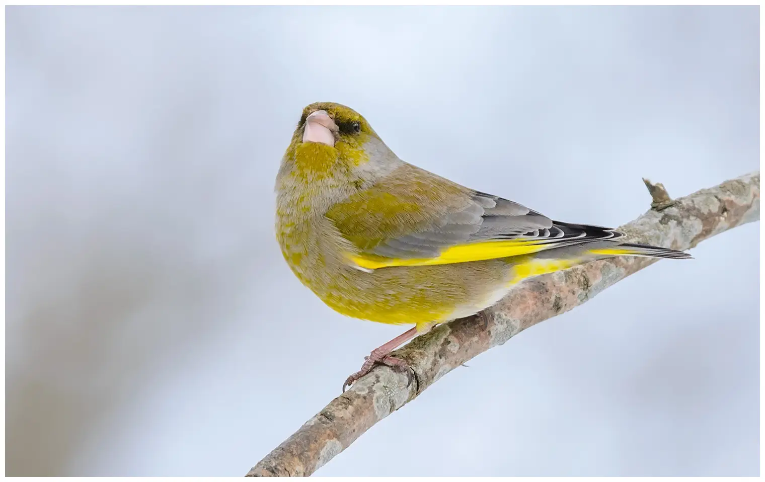 Greenfinch