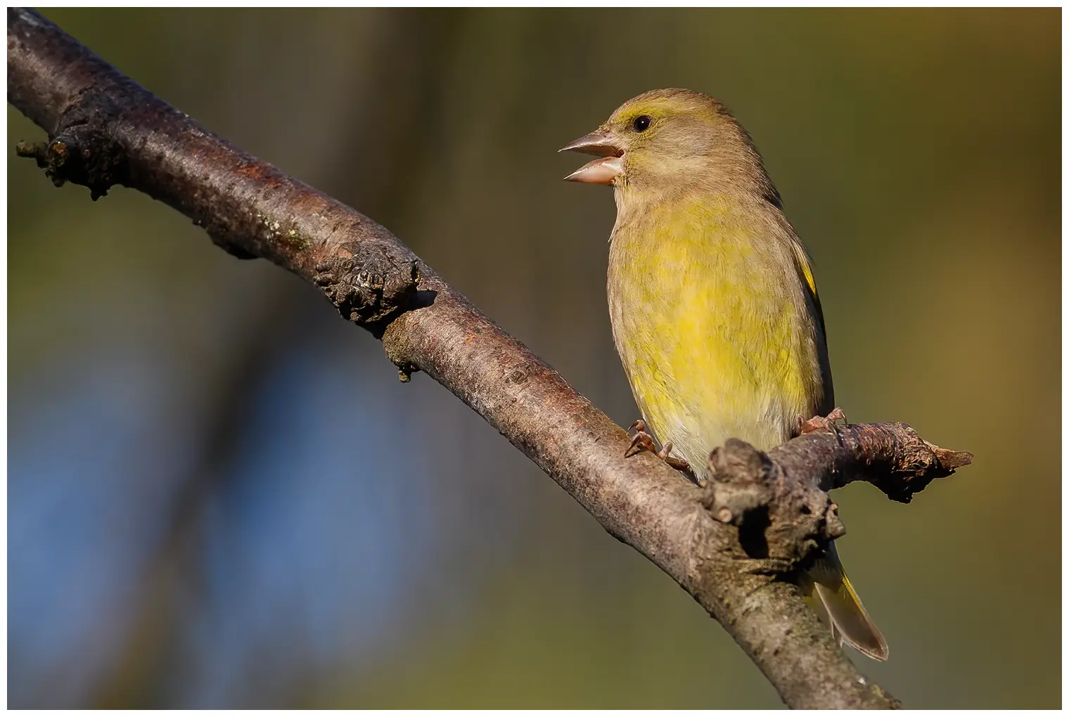 Greenfinch