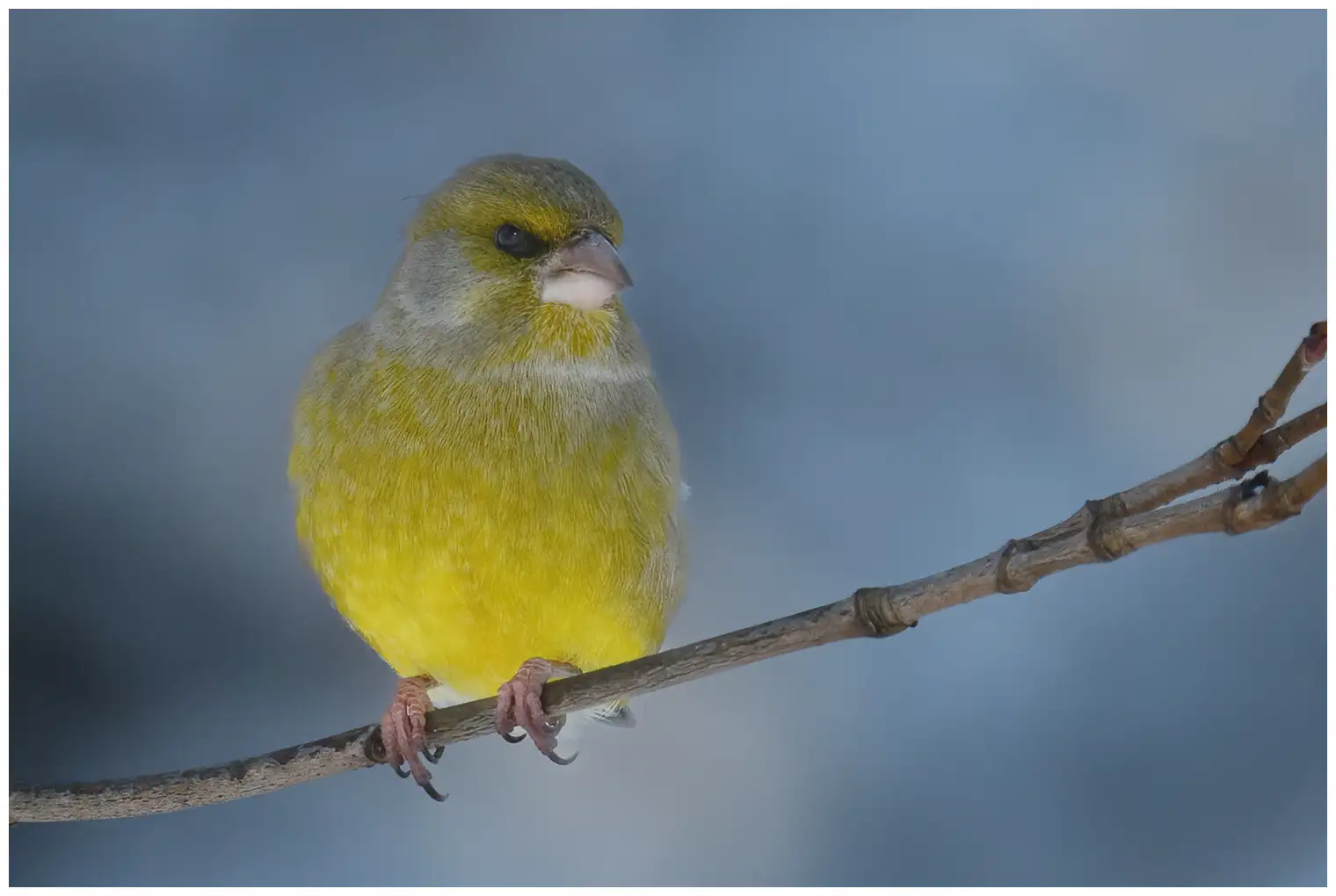 Greenfinch