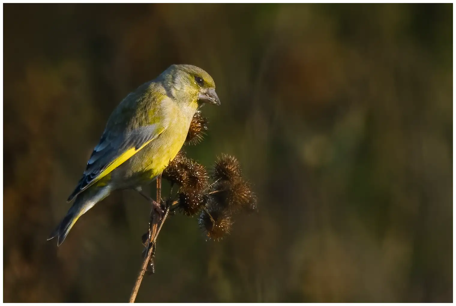 Greenfinch