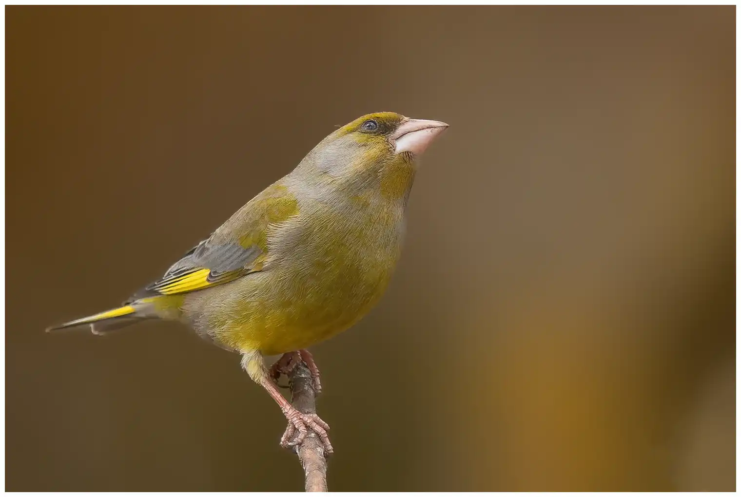 Greenfinch