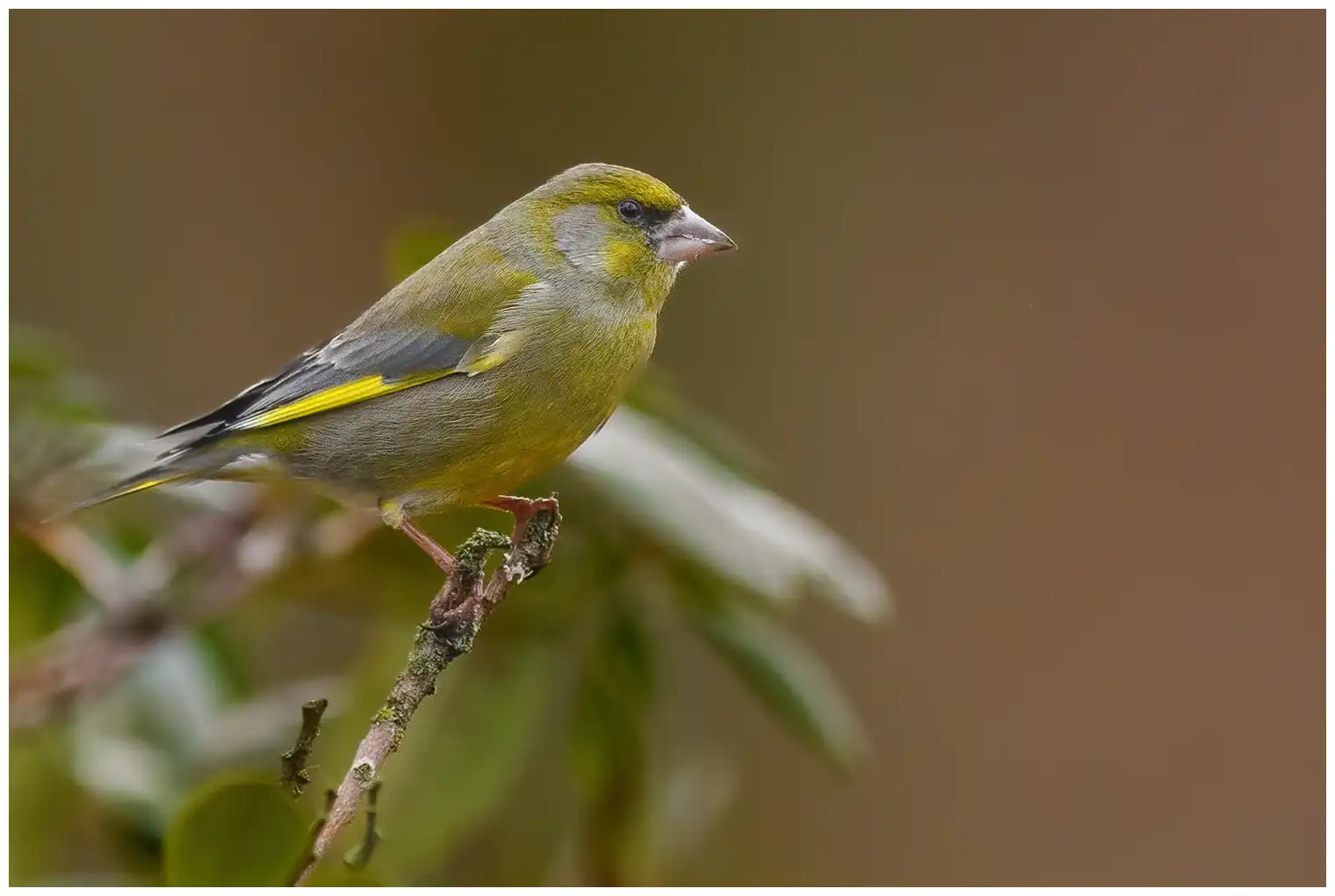 Greenfinch