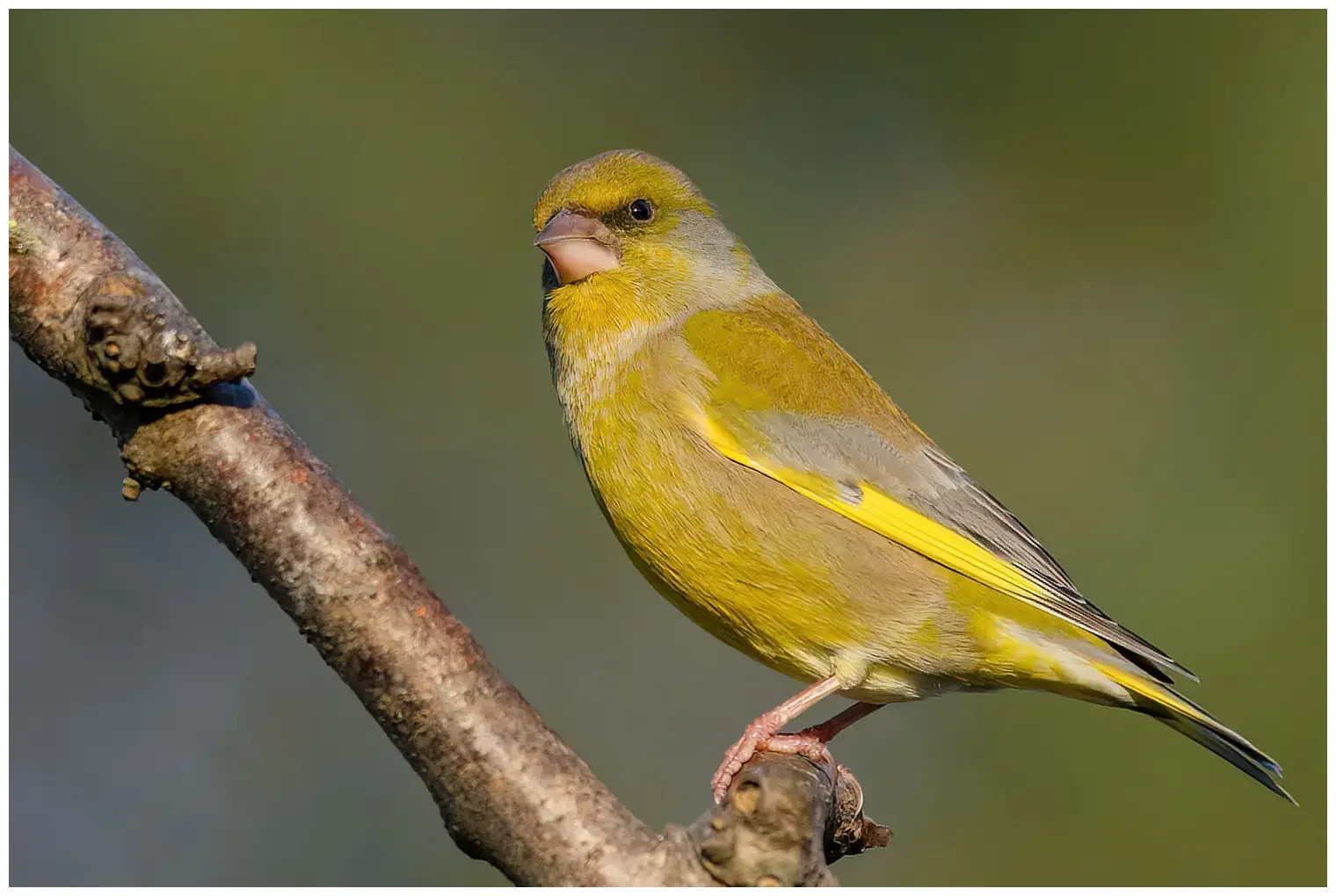 Greenfinch