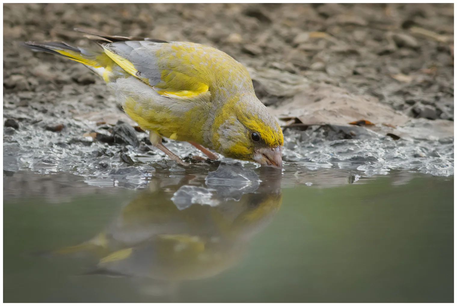 Greenfinch