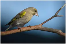 Greenfinch