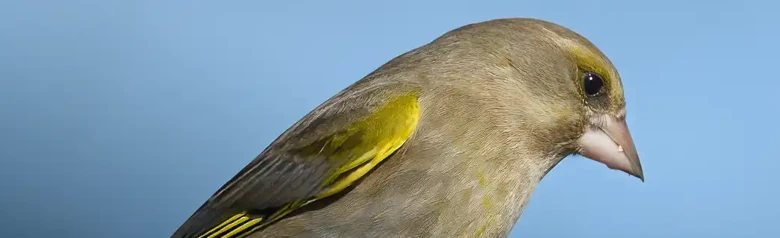 Greenfinch. Perched on a branch, the bird is a compact, olive-green finch with a strong beak and a rather short tail.