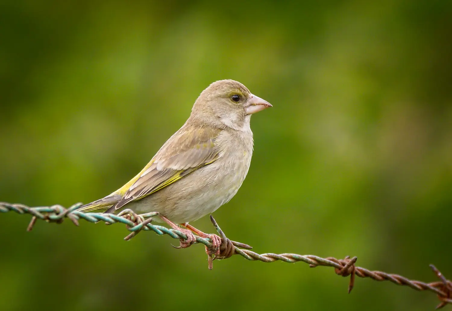 Greenfinch