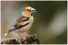 Hawfinch