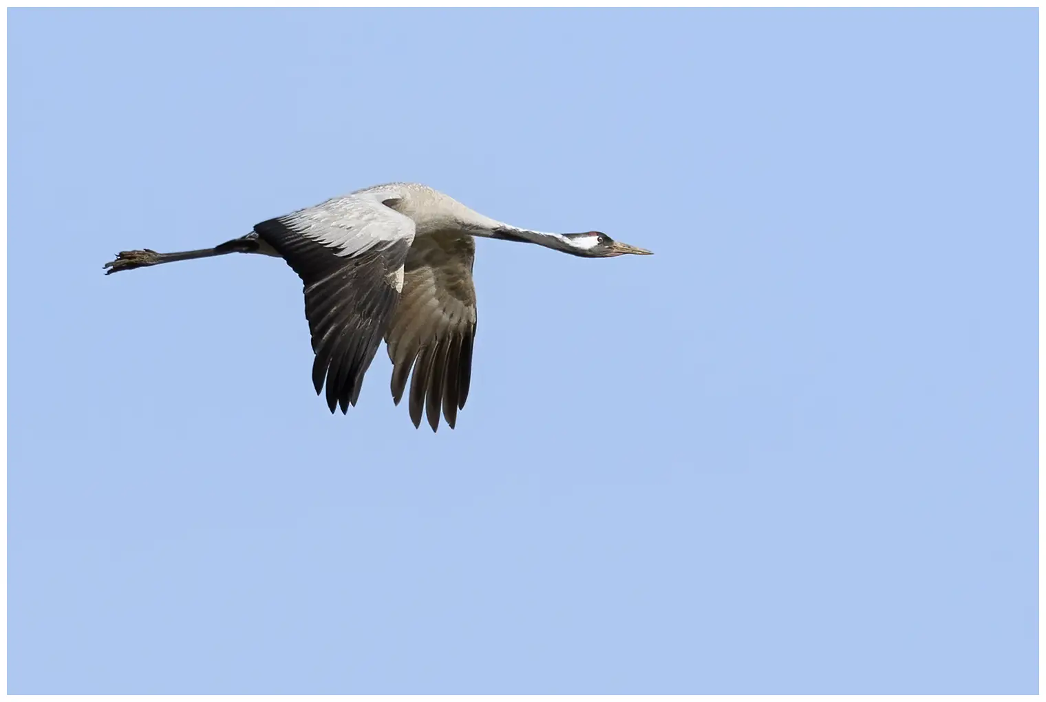Crane