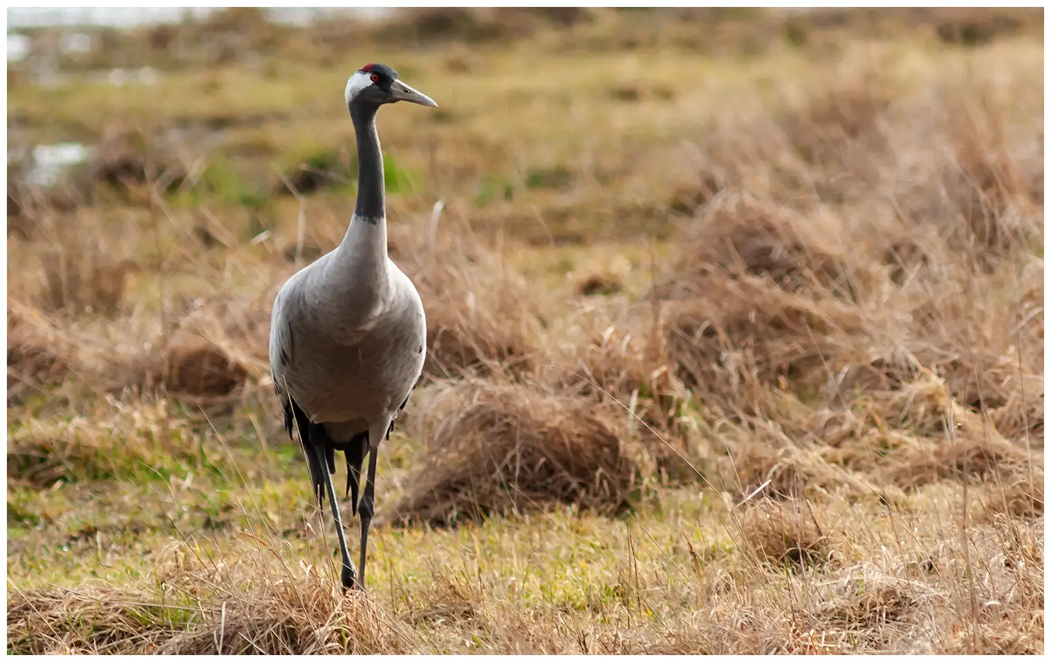 Crane