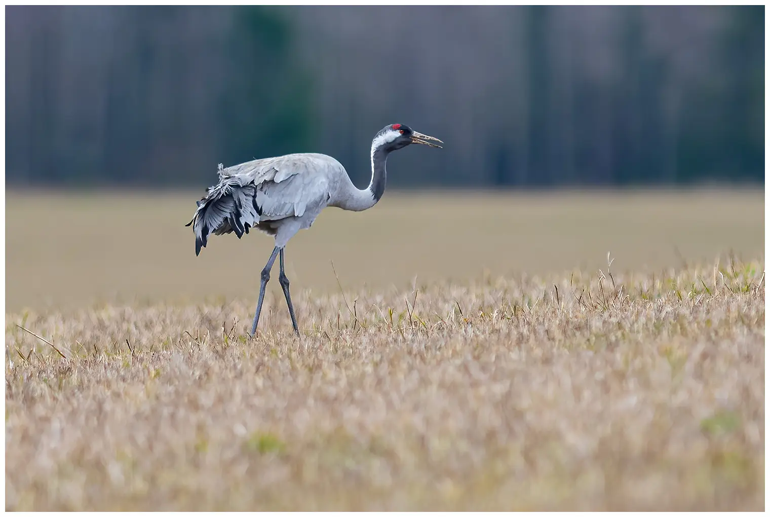 Crane