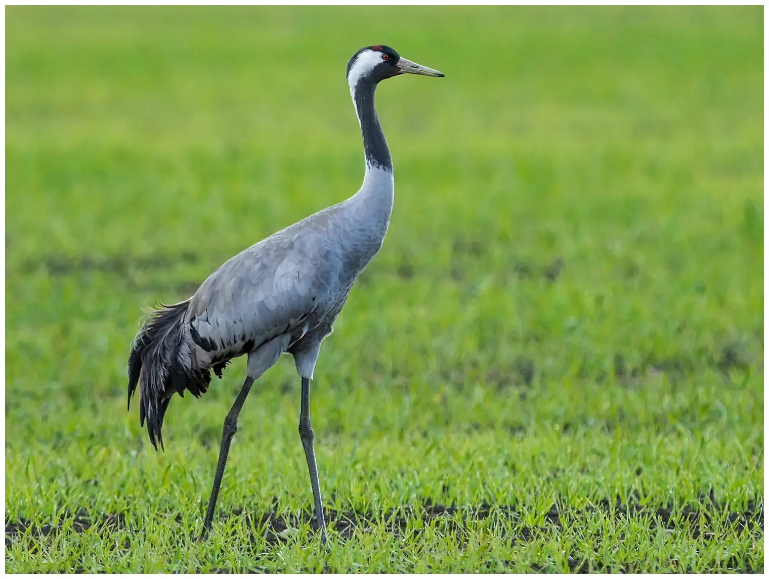 Crane