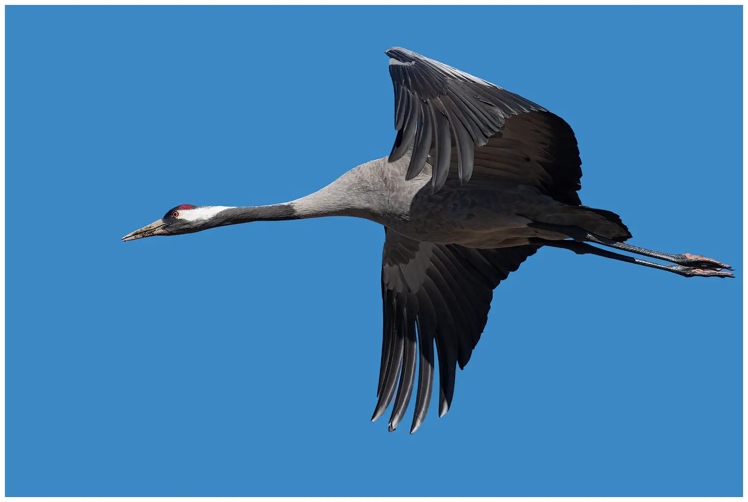 Crane