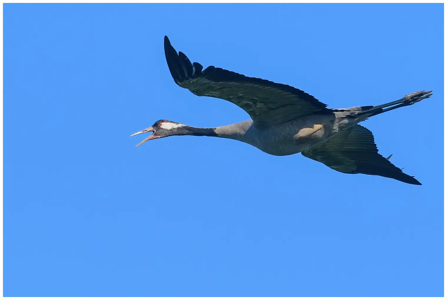 Crane