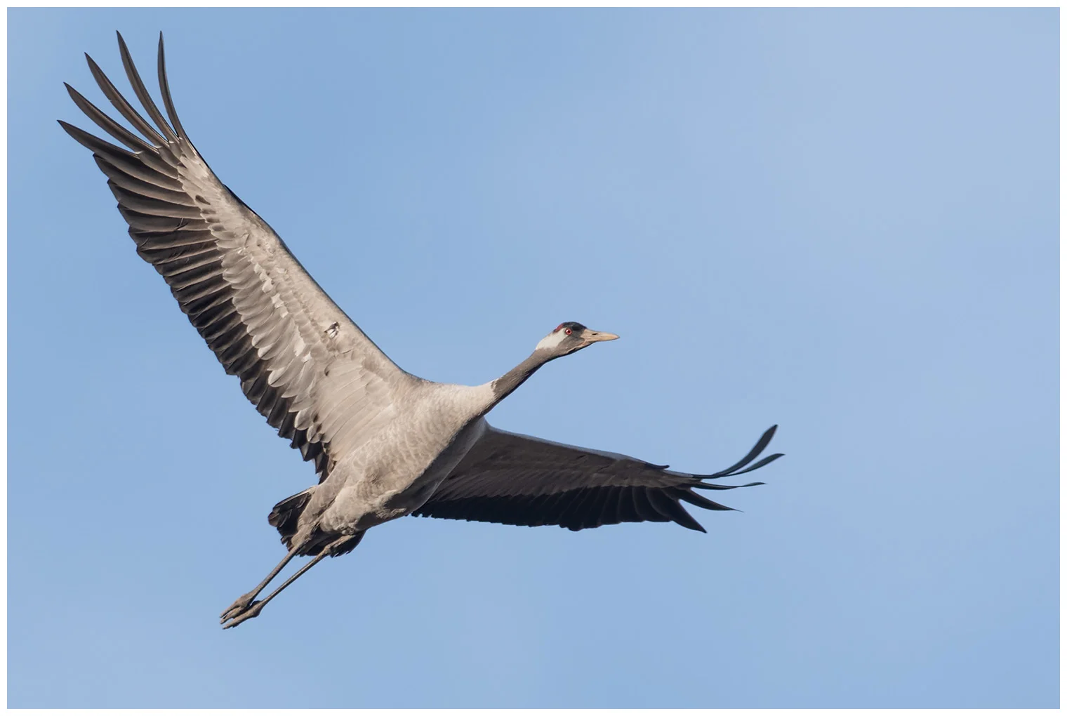 Crane