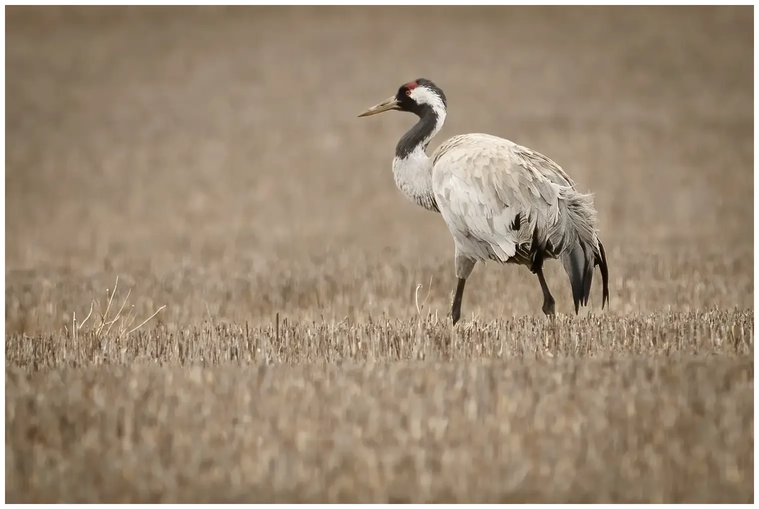 Crane