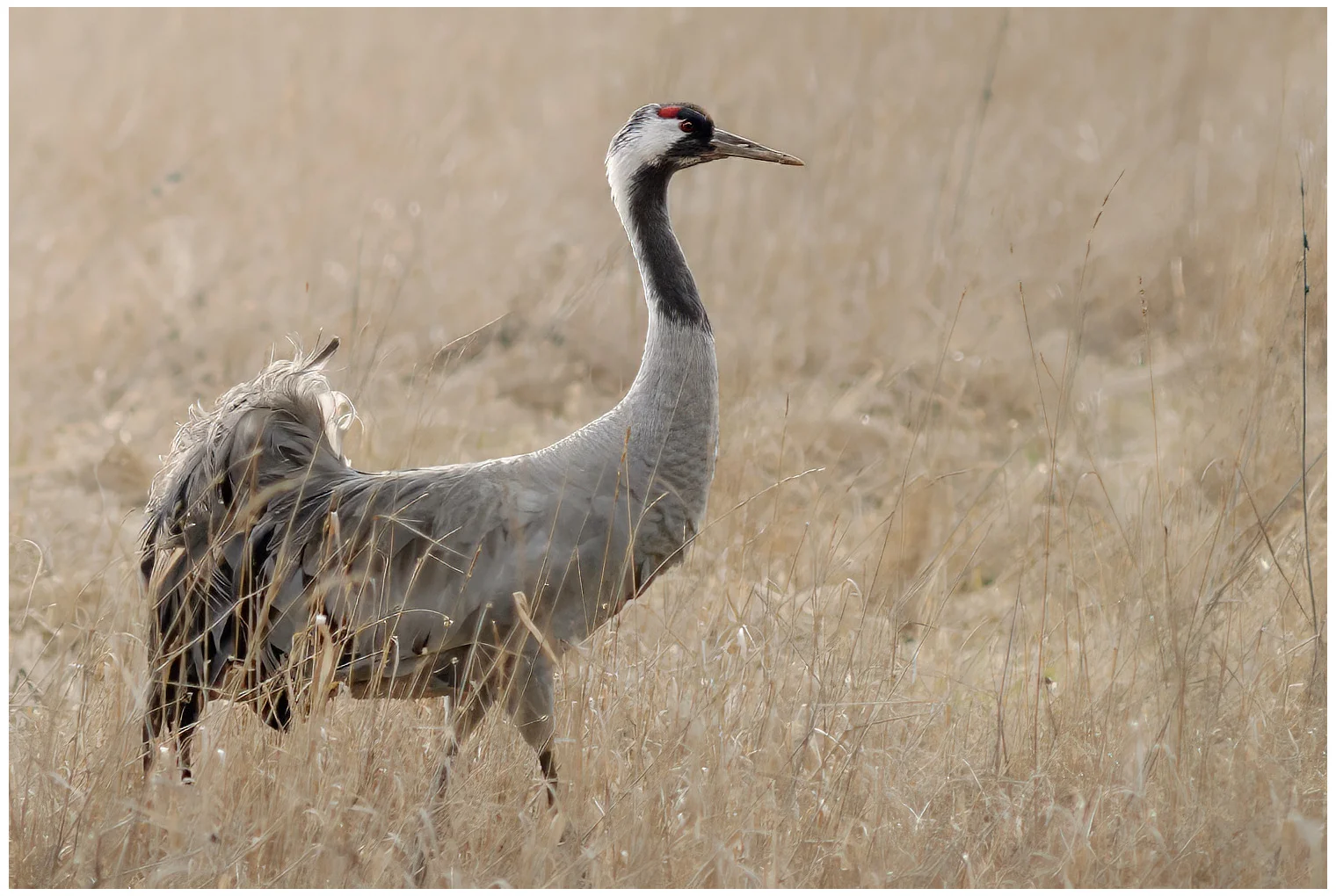 Crane