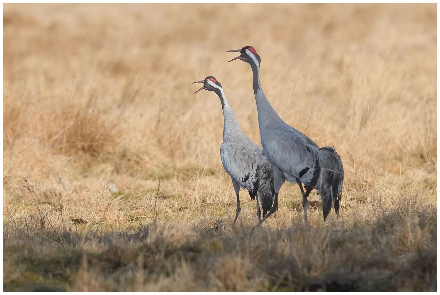 Crane