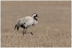Crane