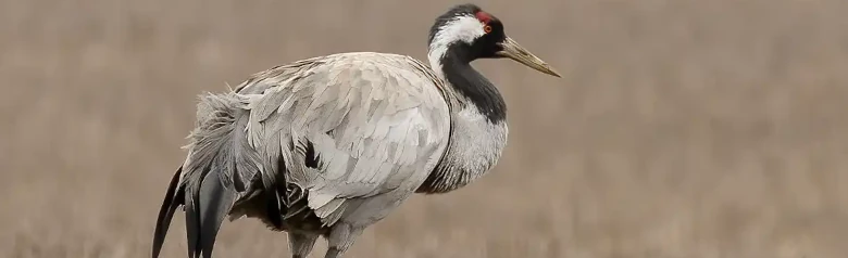 Crane