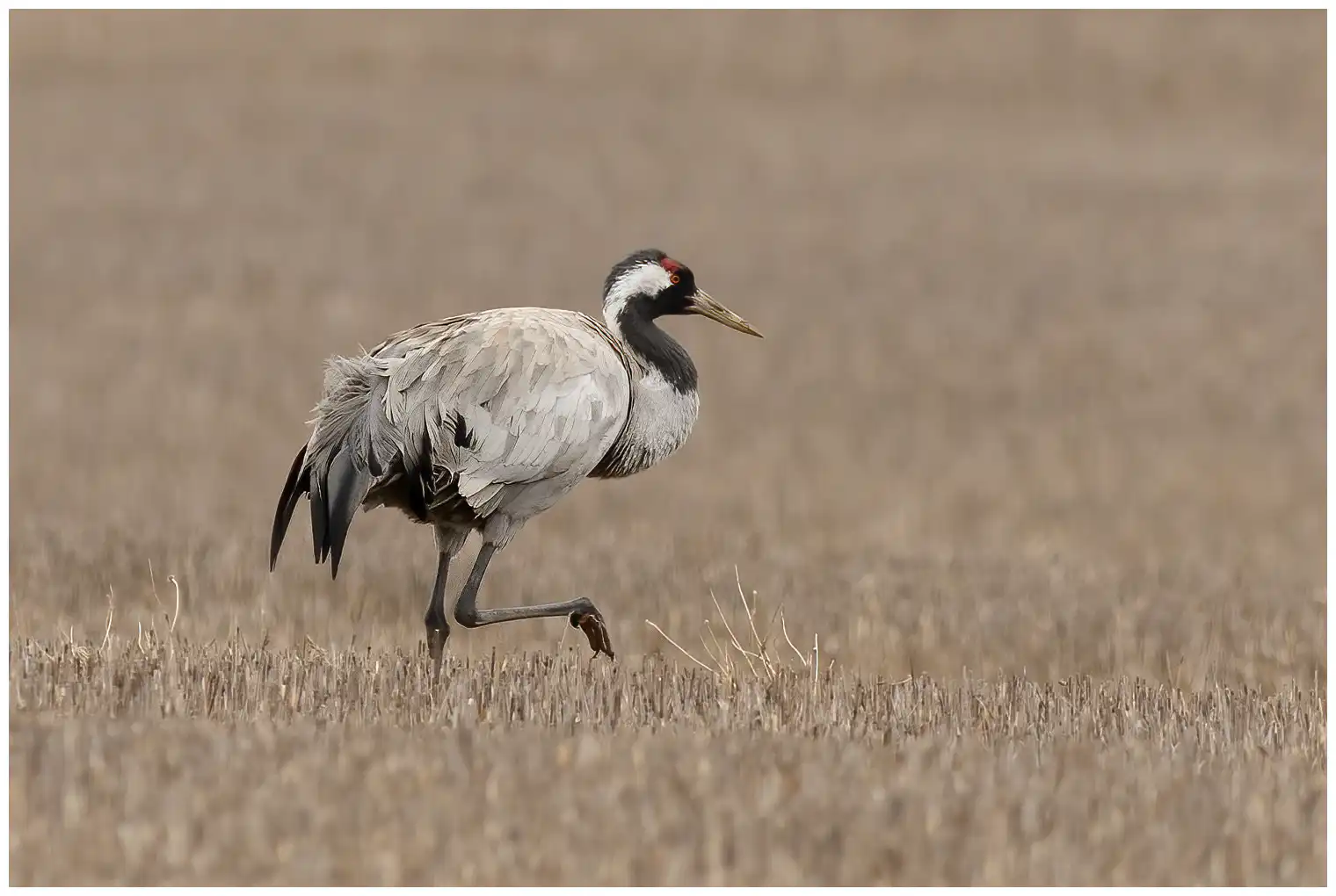 Crane