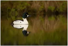 Goldeneye