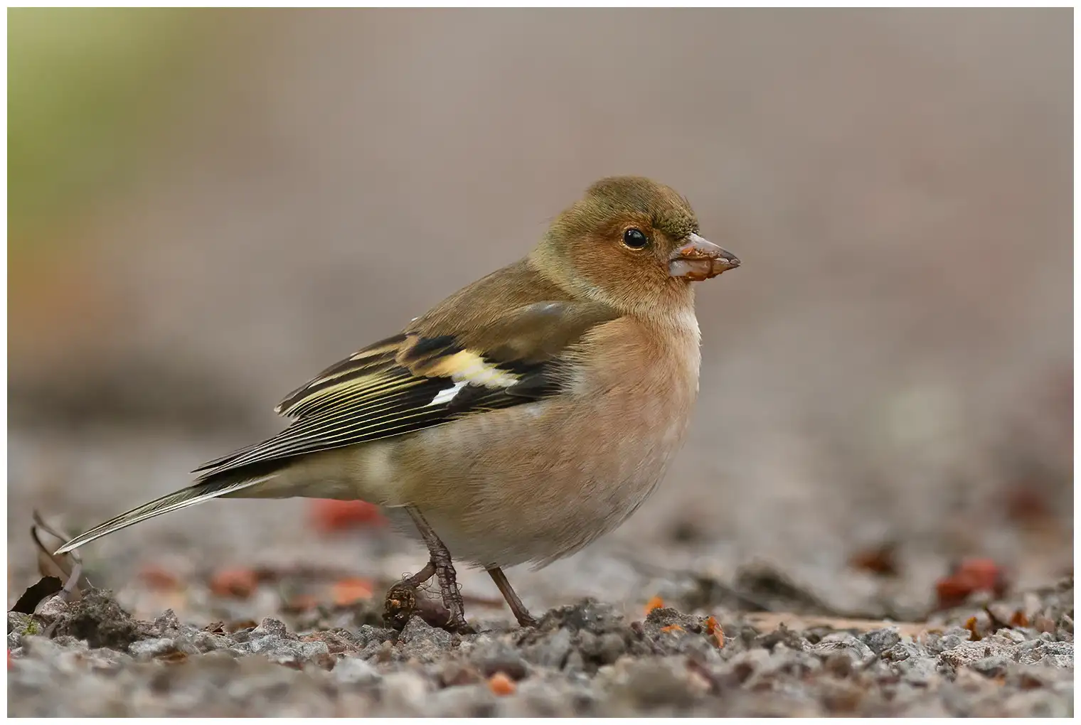 Chaffinch