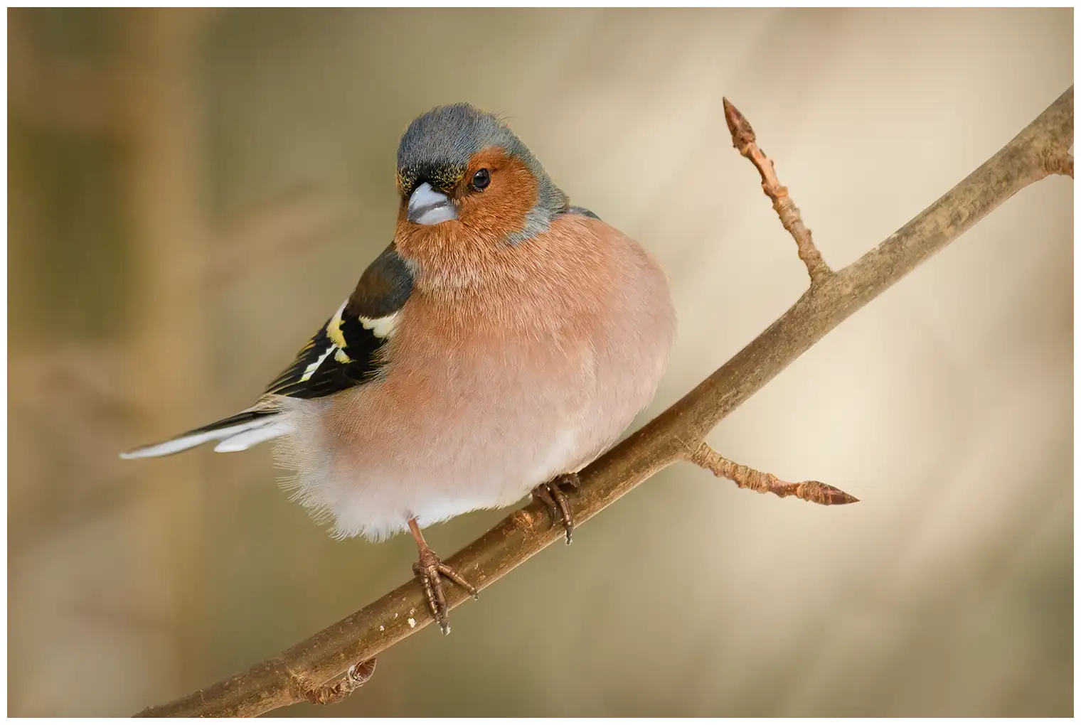 Chaffinch