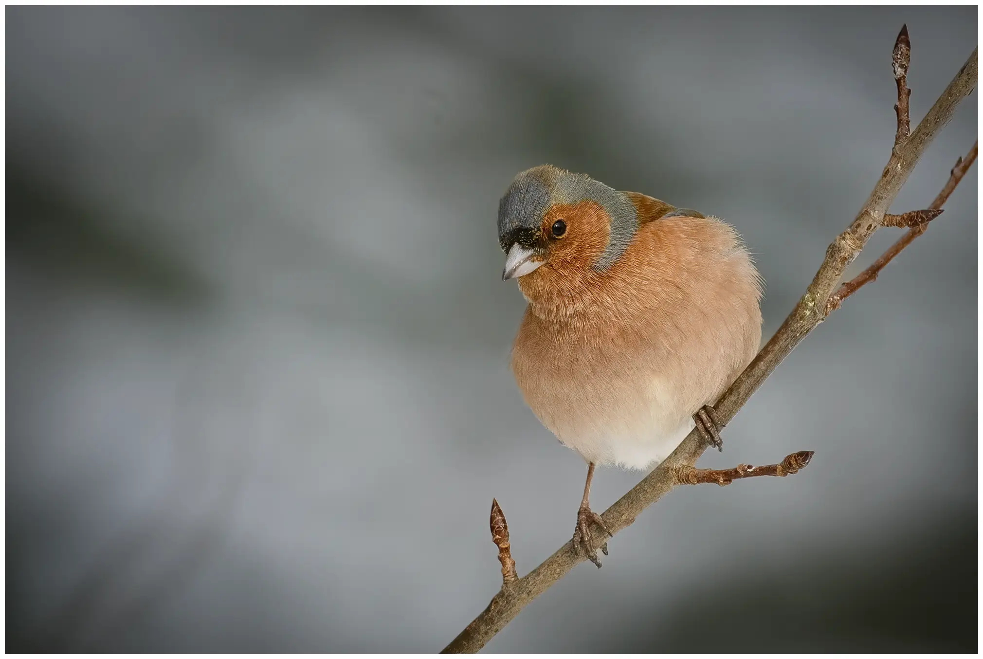 Chaffinch