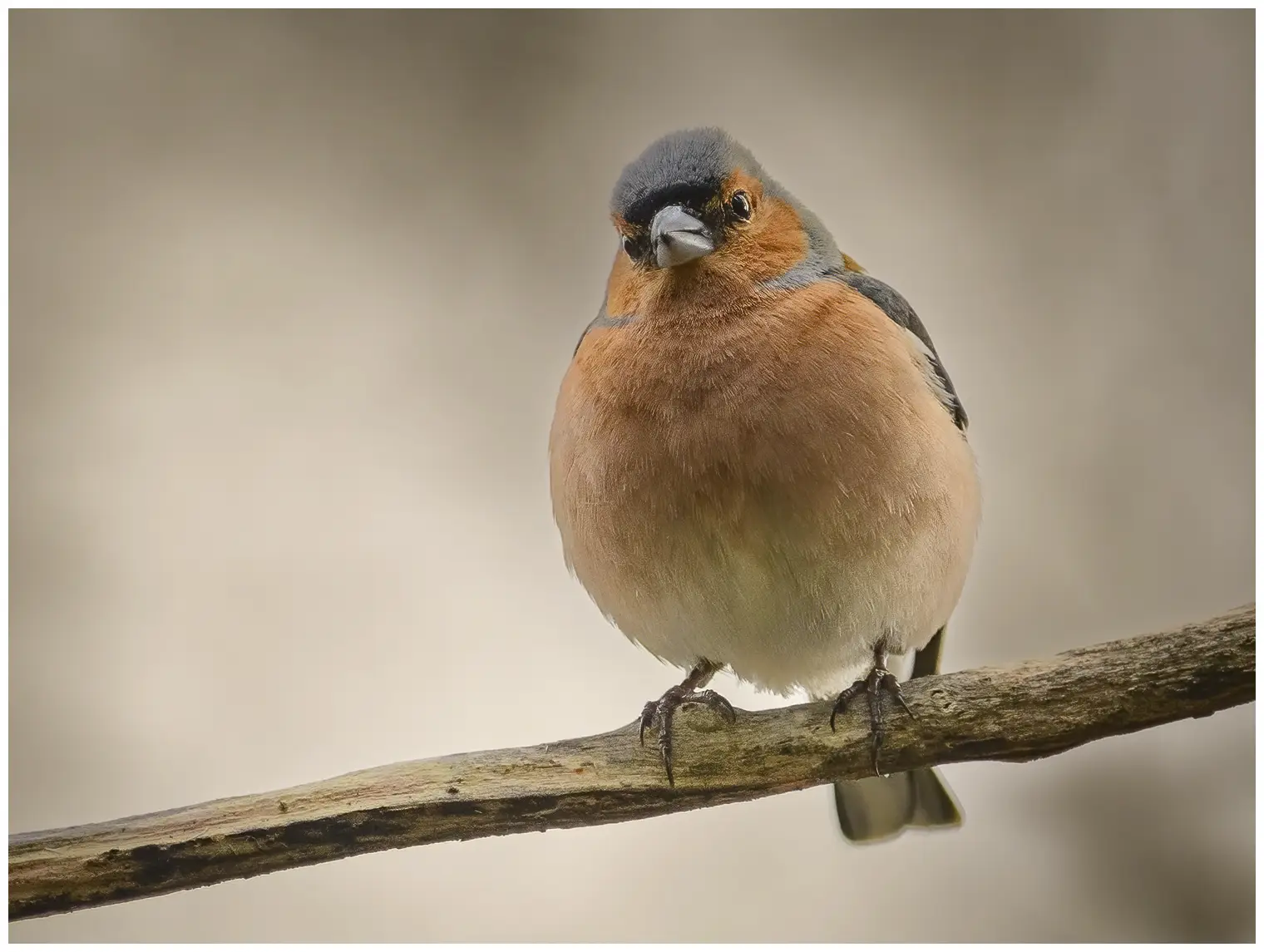 Chaffinch