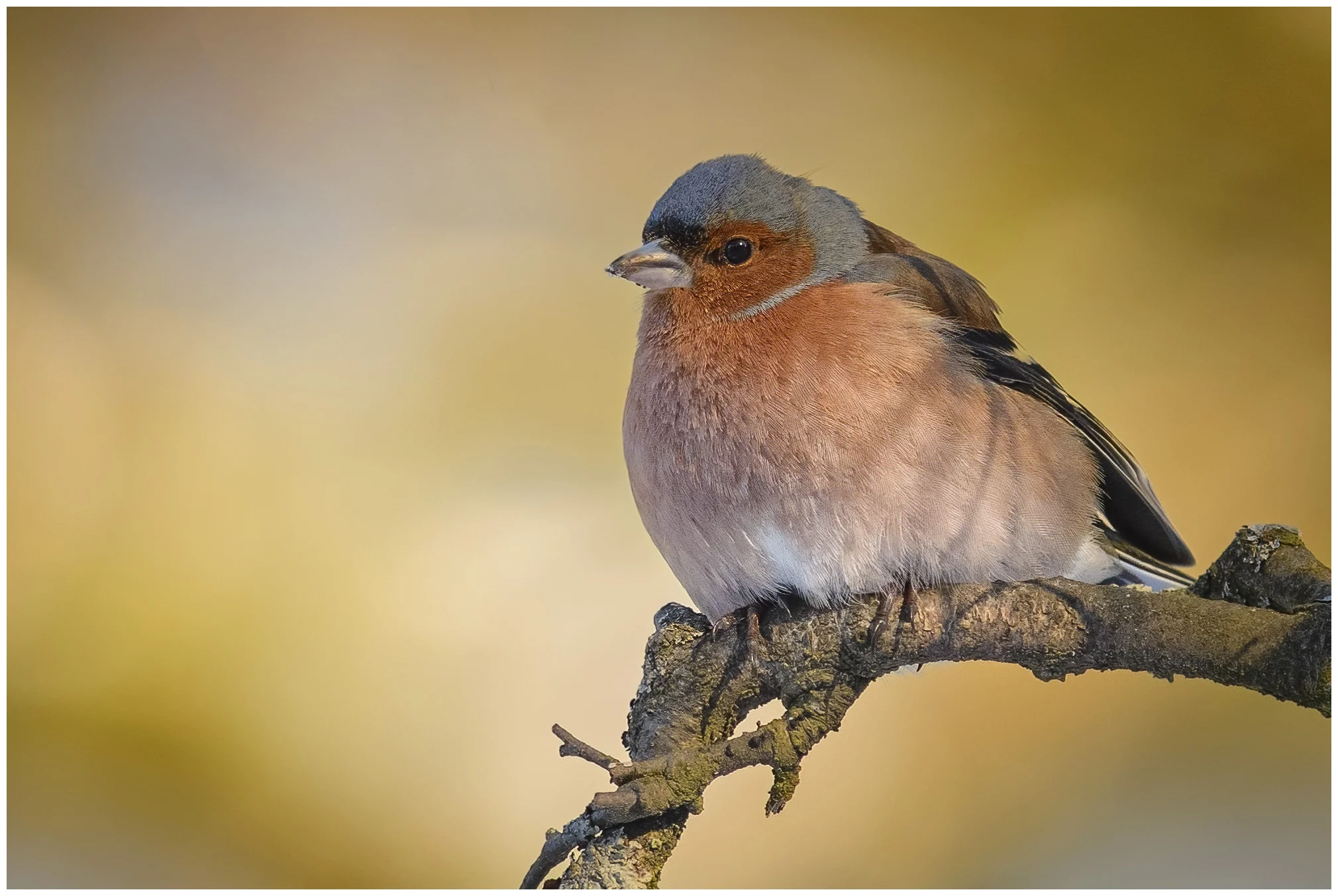 Chaffinch