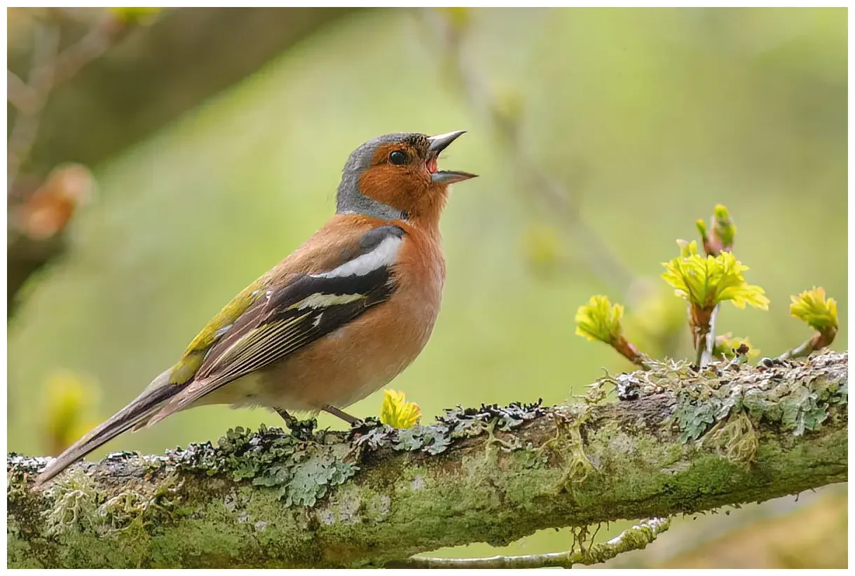 Chaffinch